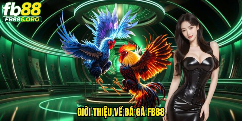 Giới thiệu về đá gà FB88