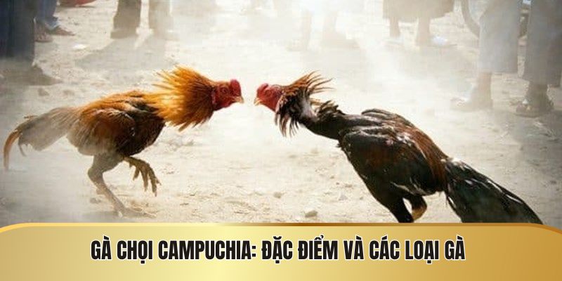Đặc điểm các loại gà trong đá gà Campuchia