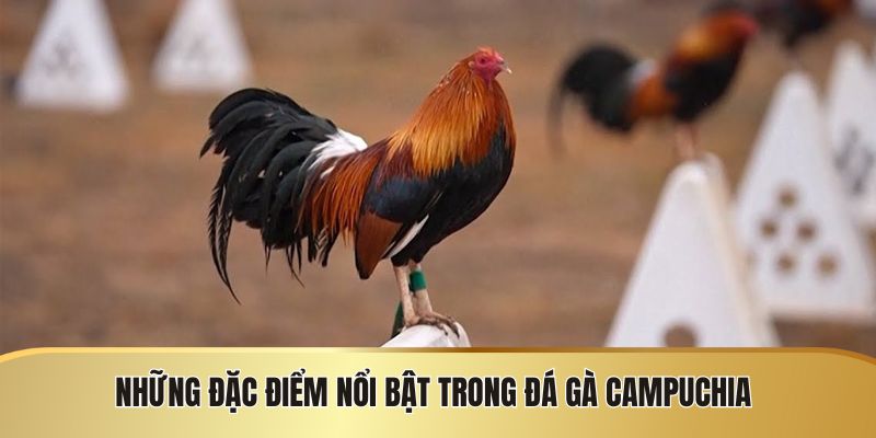 Những đặc điểm nổi bật của môn đá gà này