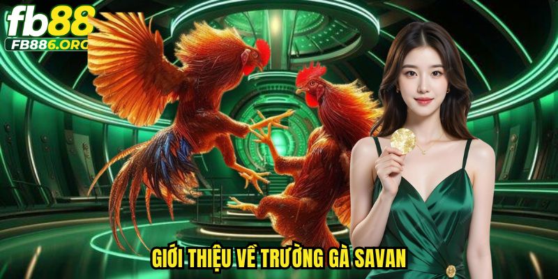 Giới thiệu về trường gà Savan