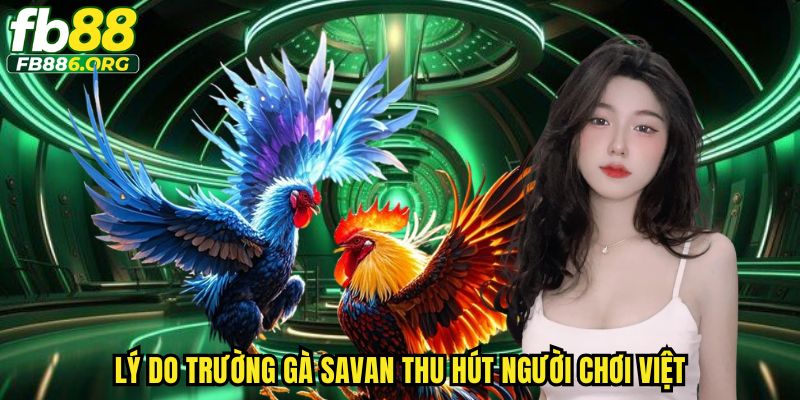 Lý do trường gà Savan thu hút người chơi Việt